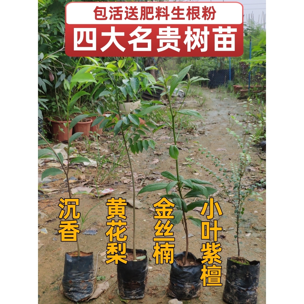 四大名贵苗木海南黄花梨金丝楠木树苗常绿植物沉香树苗小叶紫檀