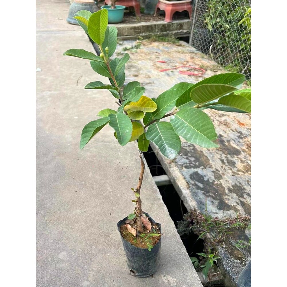 番石榴树苗嫁接苗正宗珍珠芭乐果树苗南方种植盆栽地栽当年结果