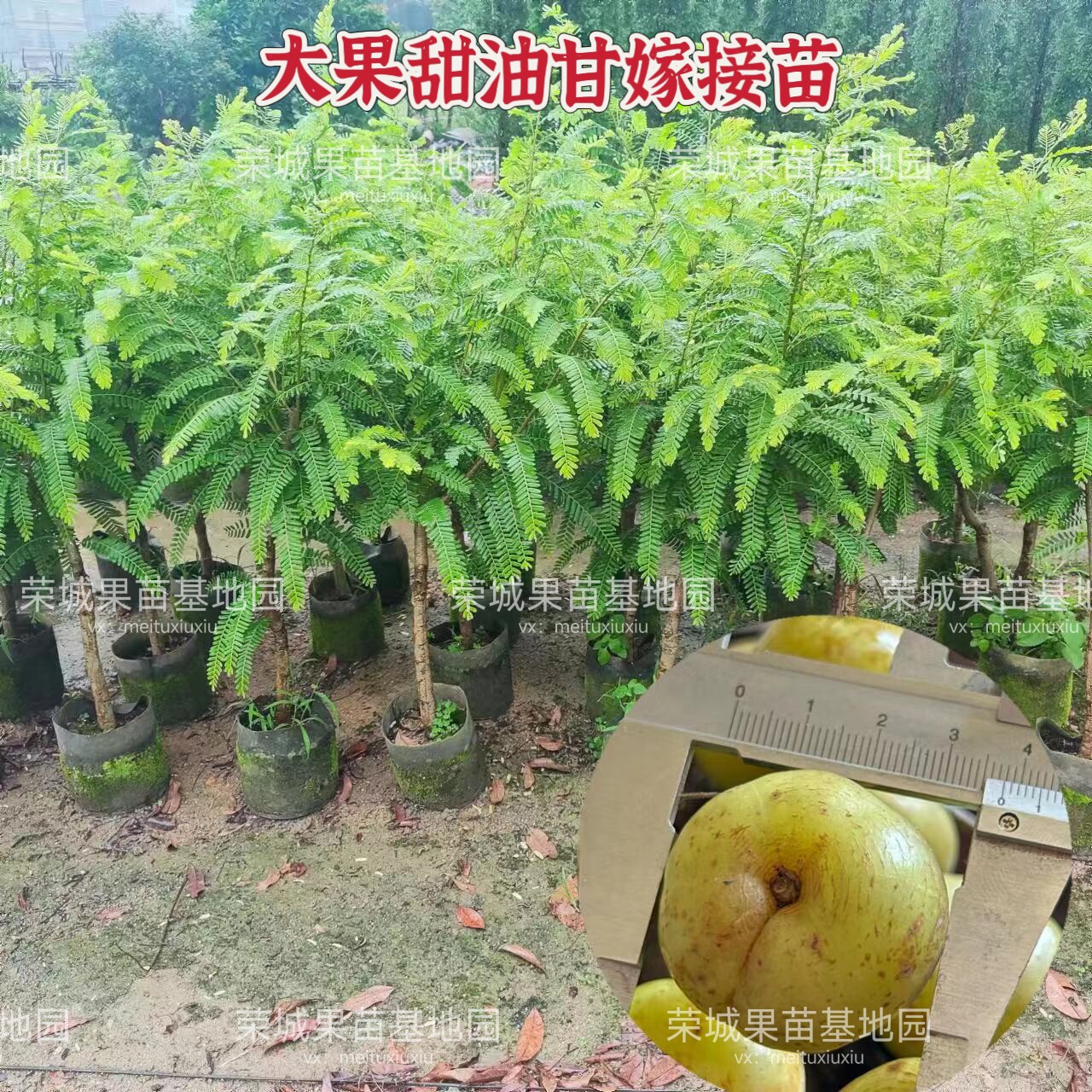 （当年结果）正品嫁接甜种油甘余甘果油甘子余甘子橄榄大牛甘果苗