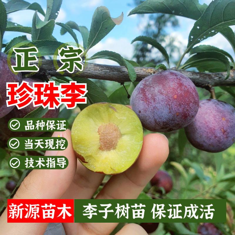 李子树苗嫁接珍珠李子苗脱骨甜脆红李盆栽果苗南北方庭院地栽果树