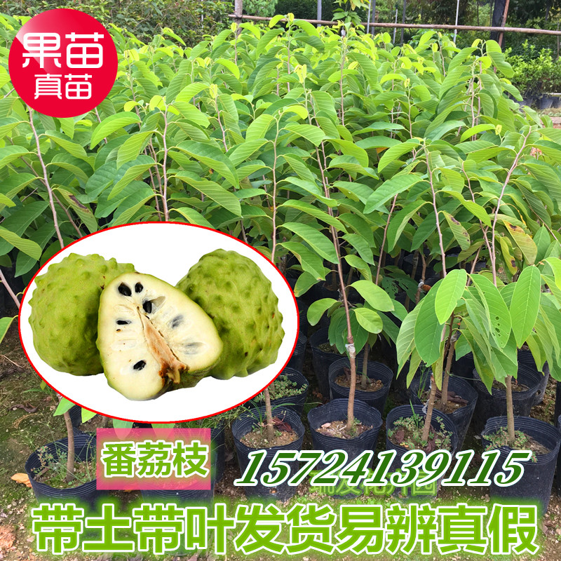 台湾嫁接凤梨释迦苗 番荔枝苗 佛头果佛陀果树苗地栽盆栽当年结果
