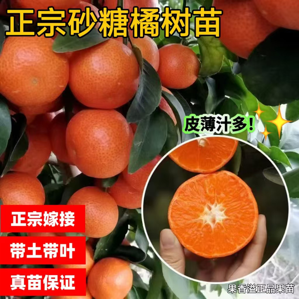 沙糖桔树苗地栽盆栽南方北方种植橘子树苗柑桔果树果苗嫁接砂糖橘