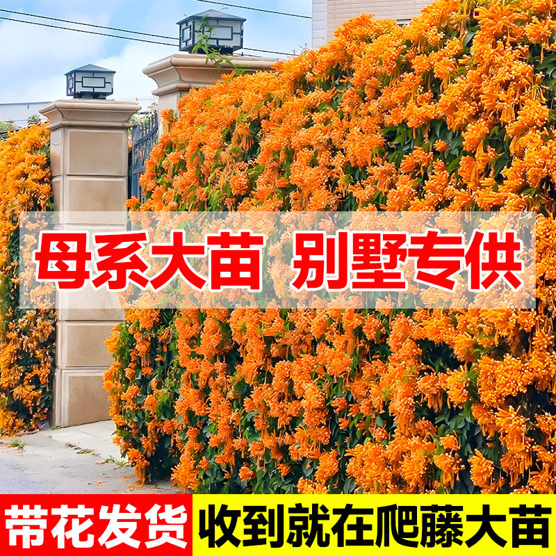 炮仗花爬藤植物大苗四季耐寒中华凌霄花老桩盆栽庭院阳台攀援花卉
