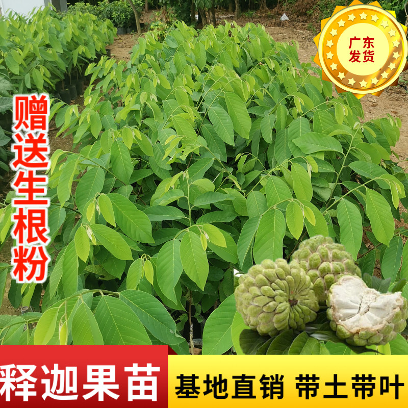 台湾嫁接凤梨释迦番荔枝蜜佛陀果佛头果树苗木苗地栽盆栽当年结果