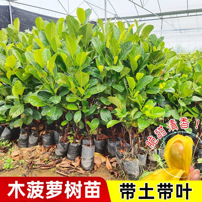 菠萝蜜树树苗嫁接泰国红肉干苞海南四季榴莲蜜木菠萝蜜果树苗庭院