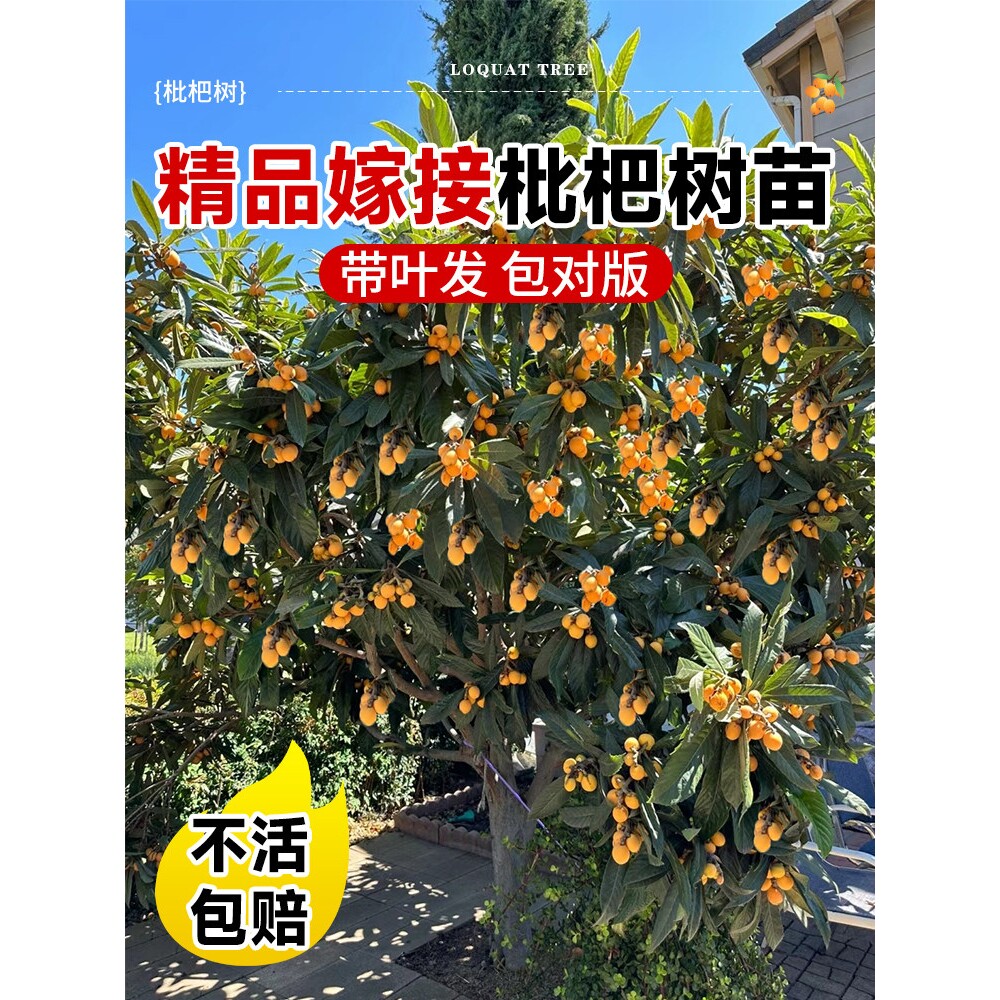 枇杷树果苗大果无核嫁接大五星白玉盆栽当年结果庭院耐寒琵琶果树