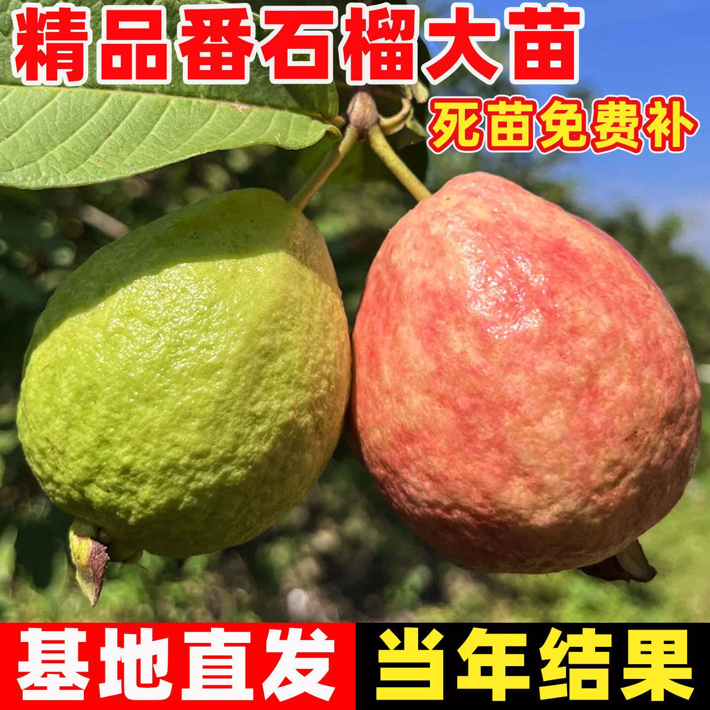 奶油芭乐番石榴嫁接果树苗台湾红心西瓜芭乐树苗盆栽地栽当年结果