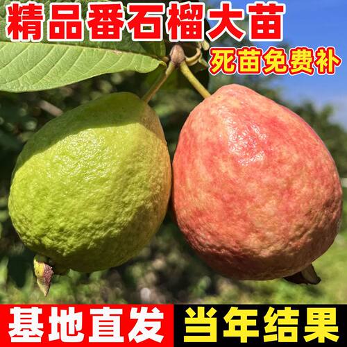 奶油芭乐番石榴嫁接果树苗台湾红心西瓜芭乐树苗盆栽地栽当年结果