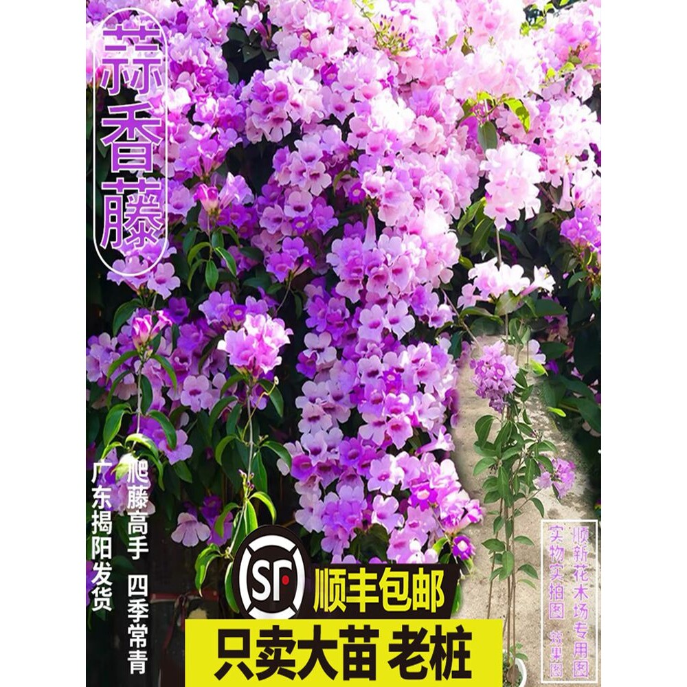 蒜香藤花紫铃藤 藤本植物 奇特爬藤花苗 庭院盆栽开花会变色植物