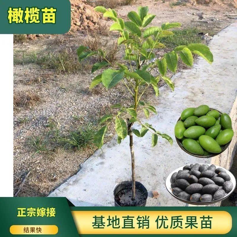 庭院种植嫁接甜种橄榄树苗青橄榄三棱水果橄榄树苗黑橄榄果树苗
