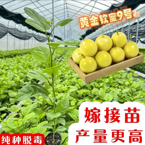 纯甜钦蜜9号黄金百香果树苗嫁接苗爬藤当年四季结果阳台盆栽带土