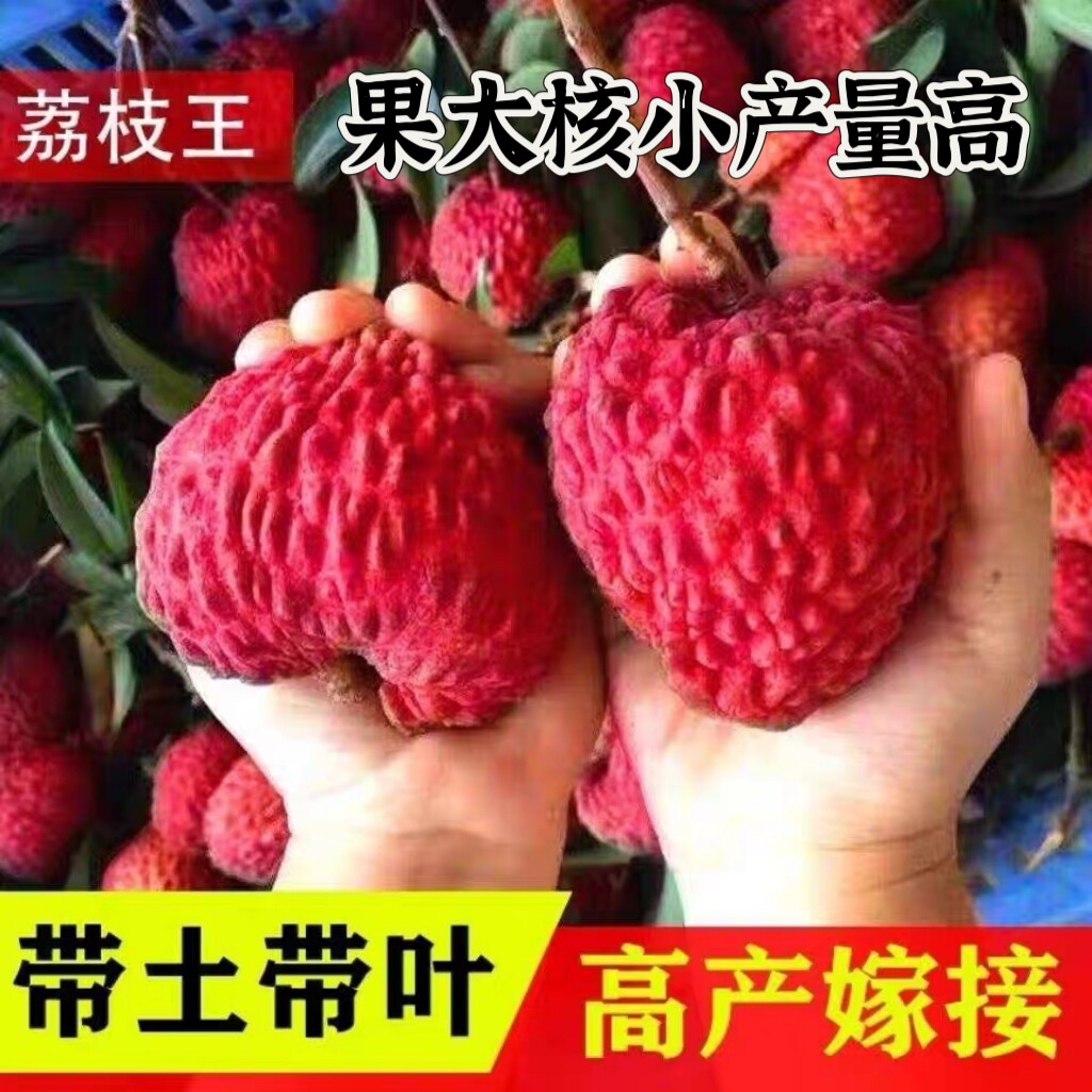 冰荔荔枝树苗嫁接无核荔枝苗桂味荔枝苗妃子笑荔新品种果树苗稀有