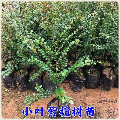 正宗名贵苗木小叶紫檀树苗台湾盆栽地栽观赏植物基地直销树苗
