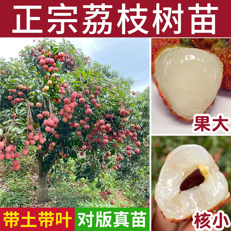 荔枝果树苗正宗糯米糍冰荔无核妃子笑仙进奉庭院嫁接南方桂味大苗
