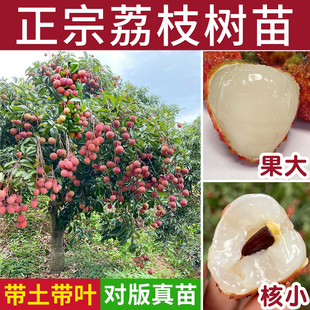 荔枝果树苗正宗糯米糍冰荔无核妃子笑仙进奉庭院嫁接南方桂味大苗