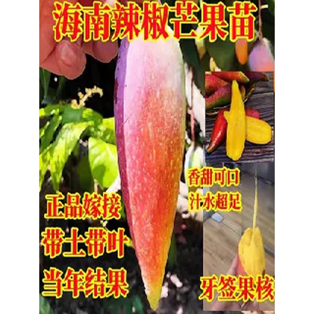 海南辣椒芒果嫁接苗核小蜜甜带土带叶当年结果盆栽地栽芒果树苗