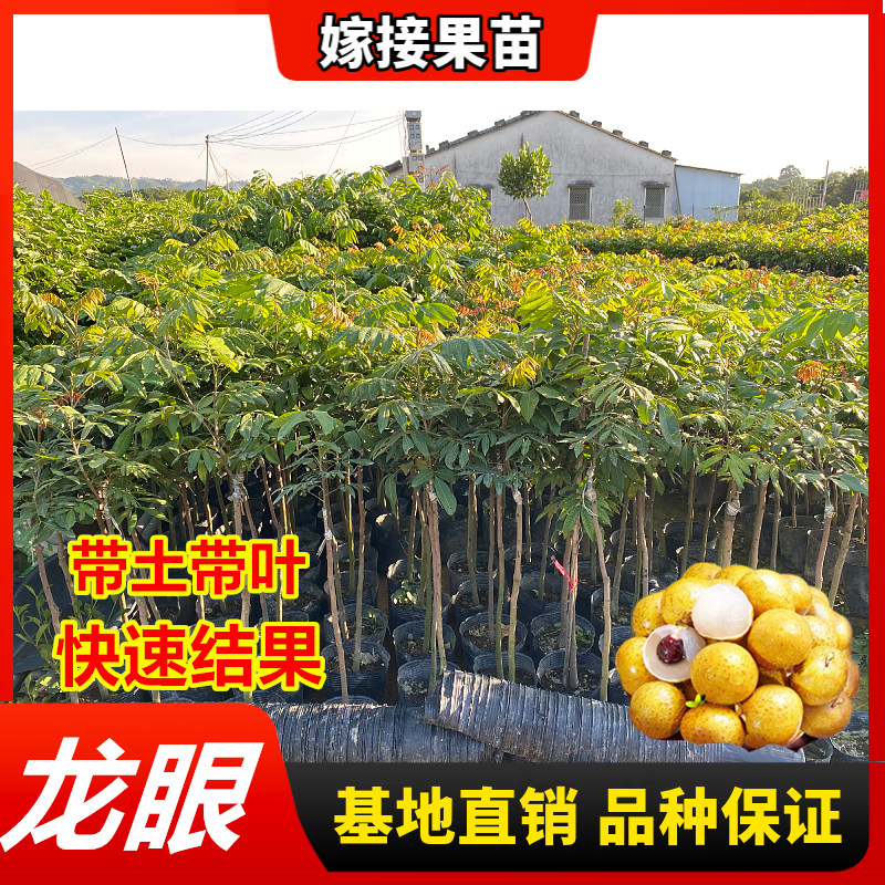 龙眼树苗嫁接苗石硖四季储良龙眼苗南北方盆栽地栽桂圆苗桂圆树苗