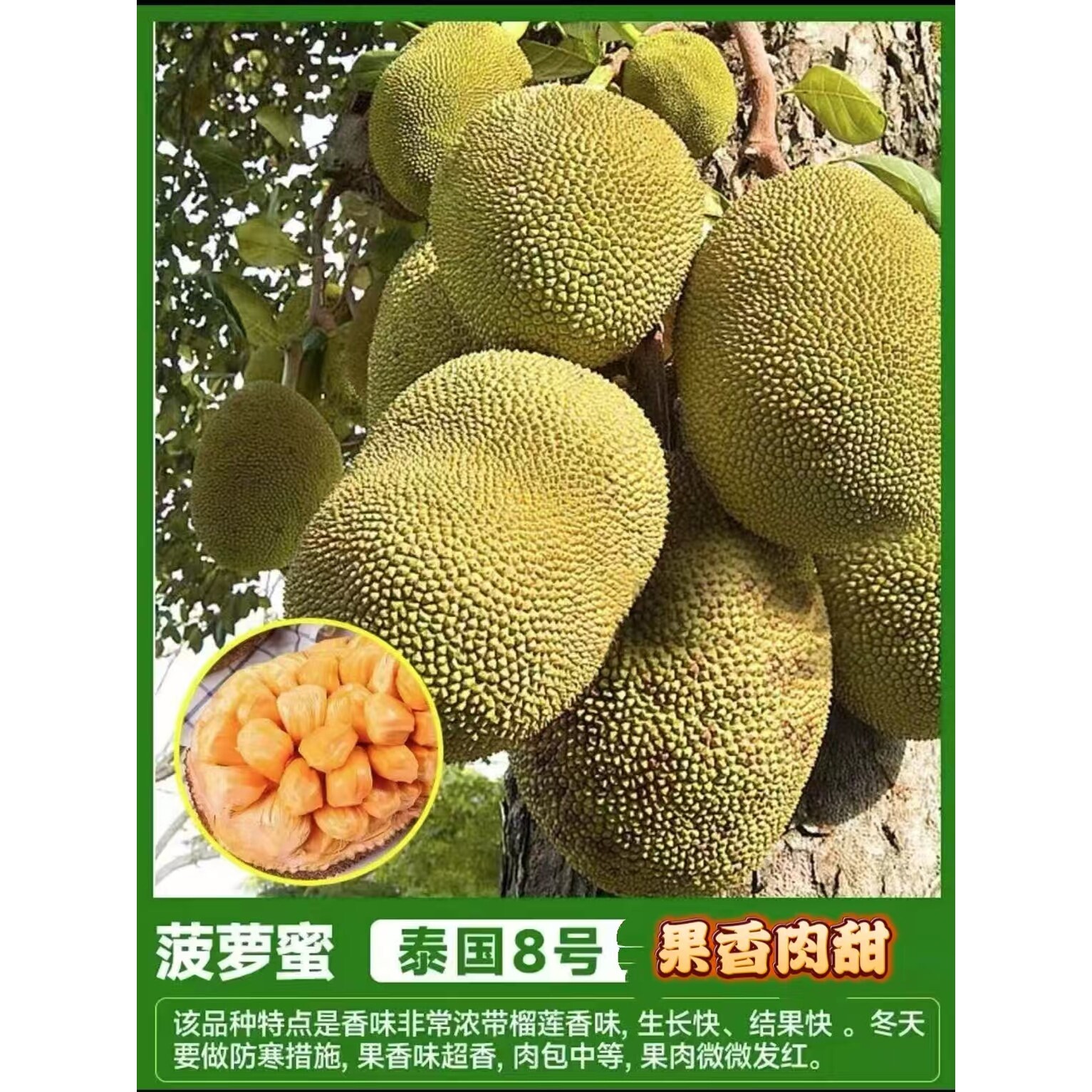 菠萝蜜树苗嫁接泰国红肉干苞菠萝蜜果苗南方种植带土当年结果