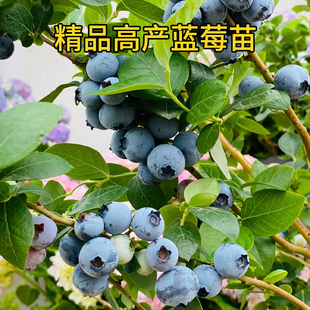 【带果】L25蓝莓树果苗F6蓝莓苗盆栽耐寒耐热阳台庭院南北方种植