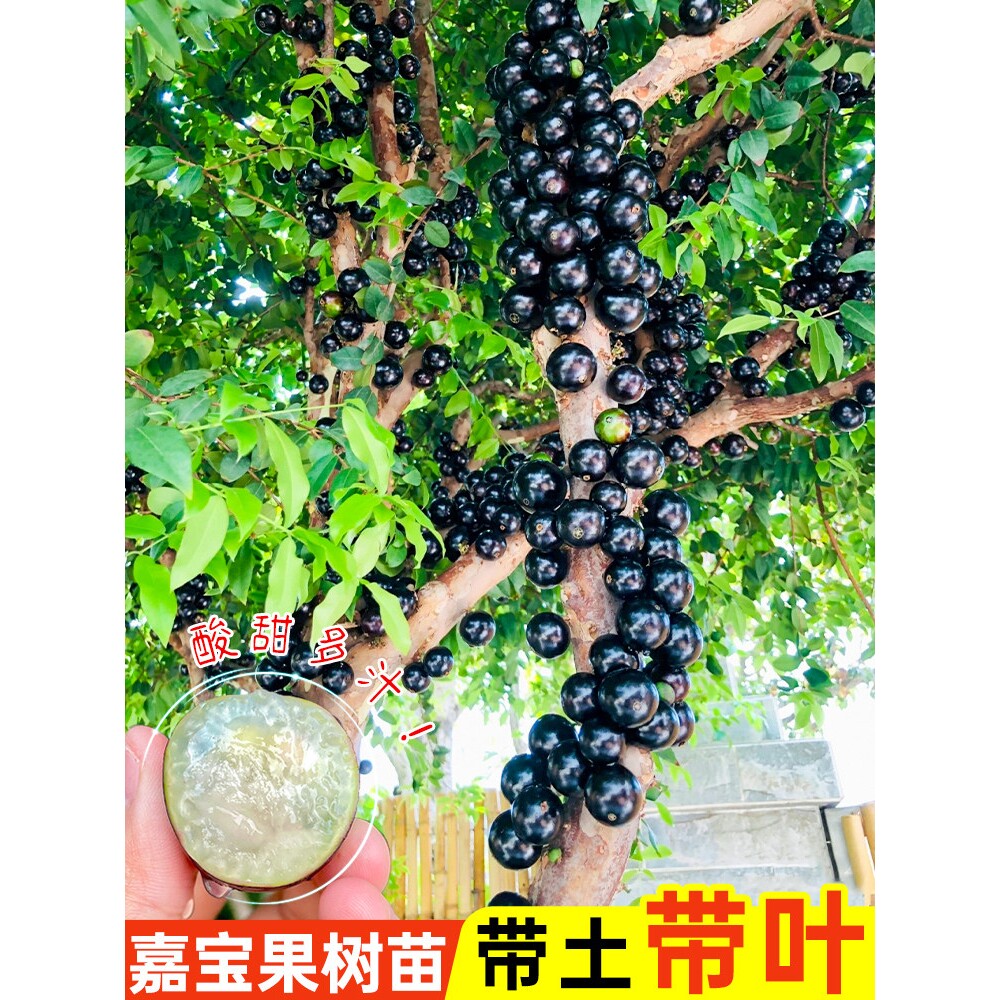 正宗嘉宝果树苗四季红飞艾斯卡沙巴树葡萄庭院盆栽带花果发货耐寒