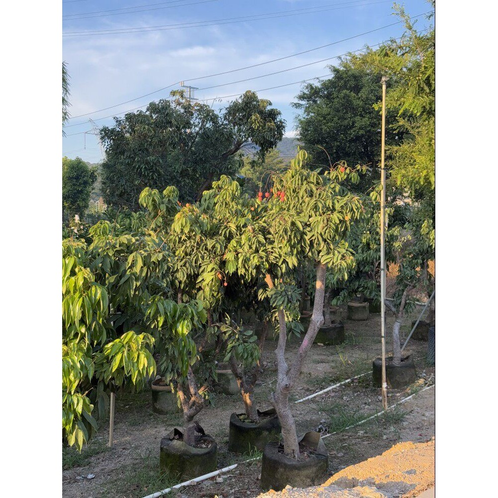 【老桩】菠萝蜜树树苗嘉宝果苗荔枝老桩莲雾油甘芒果橄榄树基地