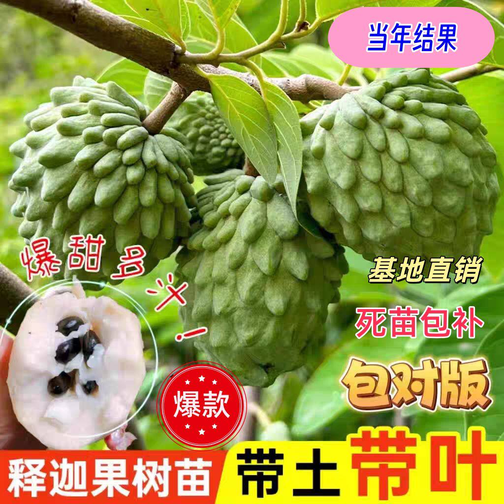 正宗释迦果苗树台湾凤梨嫁接果树果苗结果庭院南方种植盆栽地栽苗