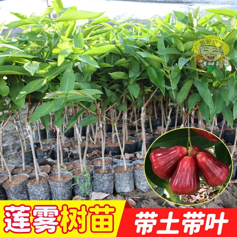 广东嫁接高产黑金刚莲雾树苗带土南方果苗大果黑糖芭比莲雾果树苗