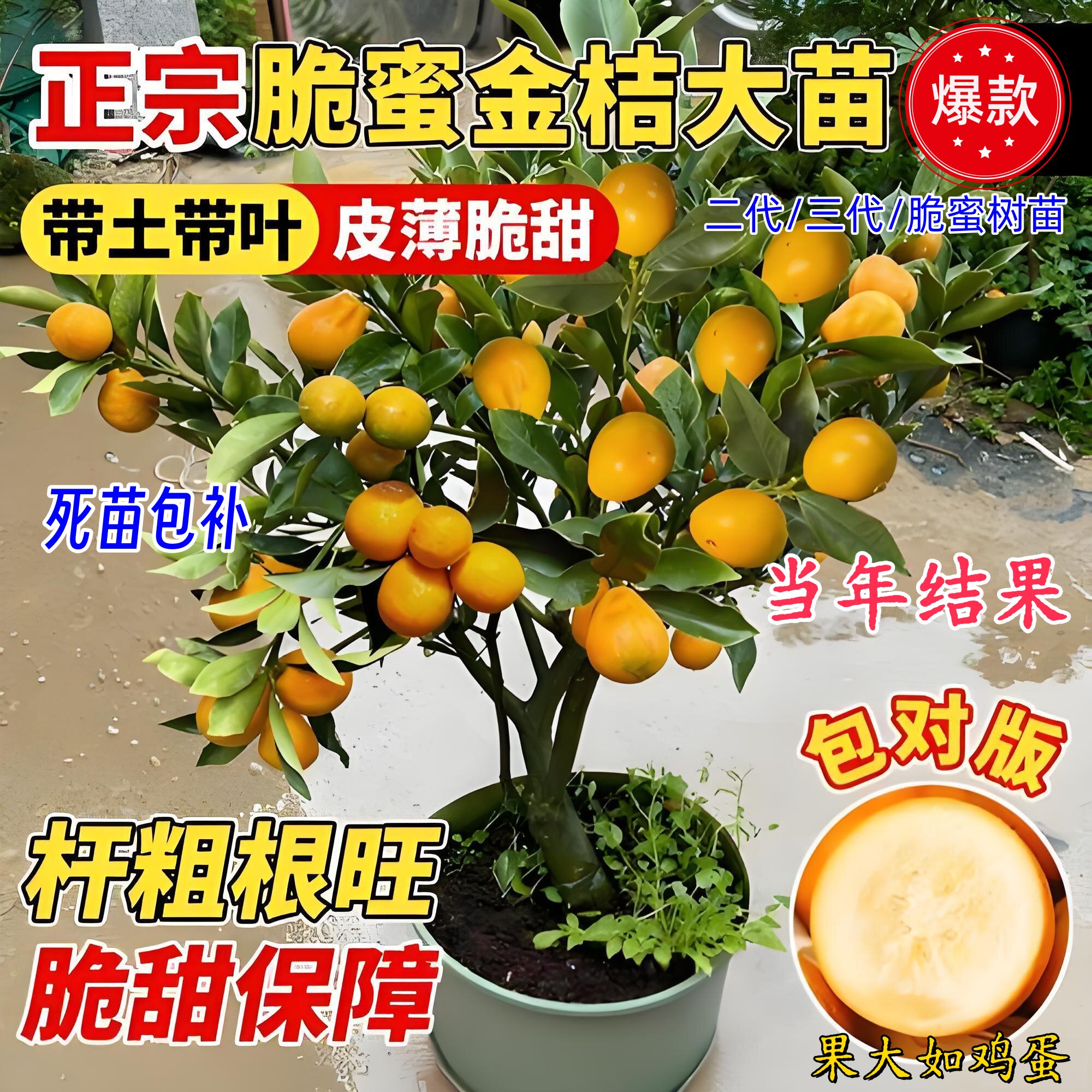 正宗第三代脆蜜金桔树苗嫁接庭院地栽大果广西融安四代滑皮桔子苗