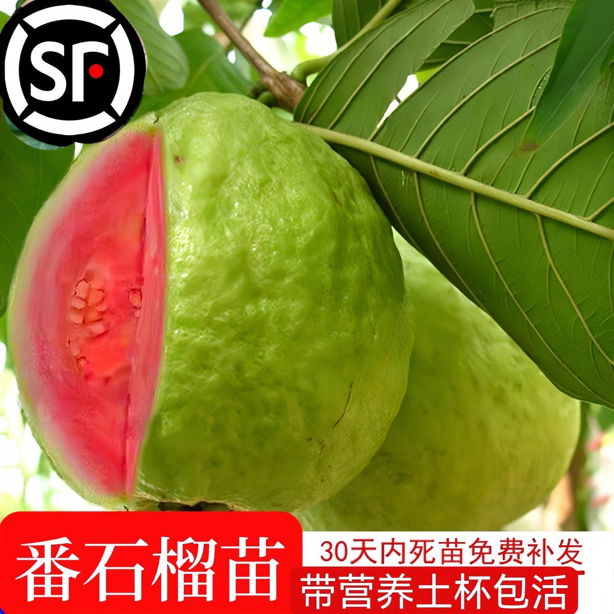 番石榴树苗四季珍珠白肉红心芭乐树少籽红宝石嫁接果树苗当年结果