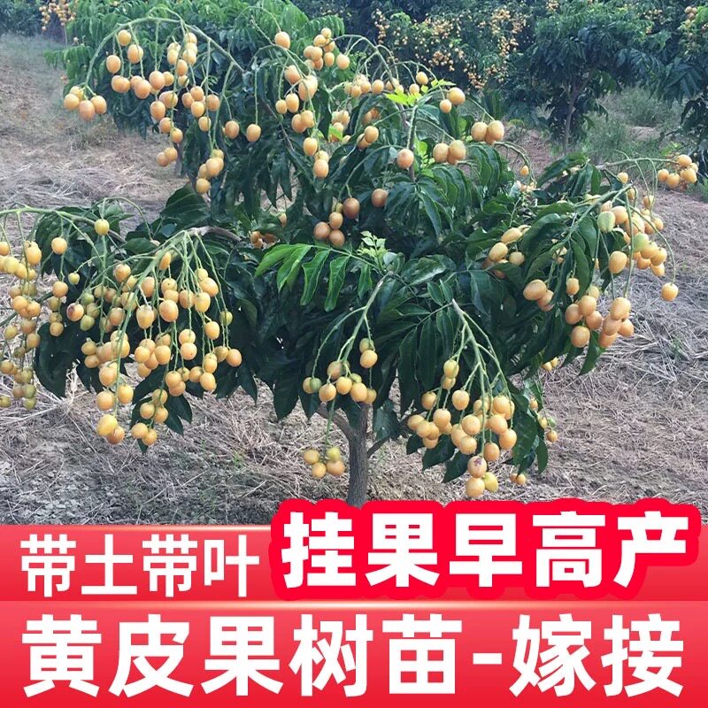 正宗嫁接鸡心黄皮果树果苗纯甜冰糖黄皮种植南方庭院黑金黄皮果苗