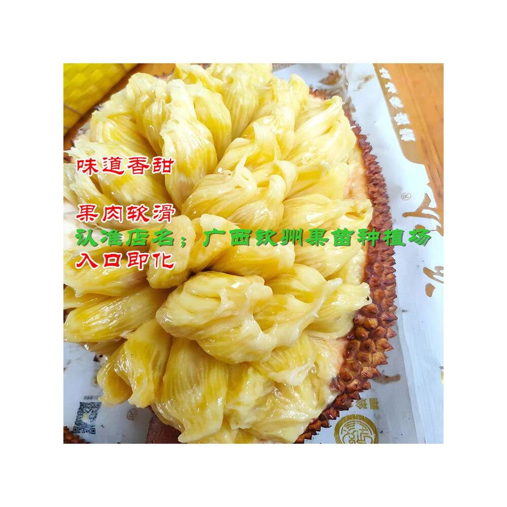 四季湿苞菠萝蜜嫁接苗 黄肉果树耐寒泰国印尼无胶红肉 干苞木菠萝