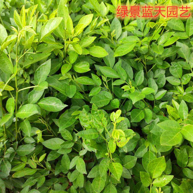 绿植锐叶小槐花 茉草 抹草 庭院阳台潮汕仙草盆栽 喜庆花苗