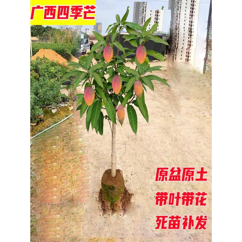 芒果苗树嫁接金煌芒四季芒果树苗红贵妃当年结果庭院阳台盆栽好养