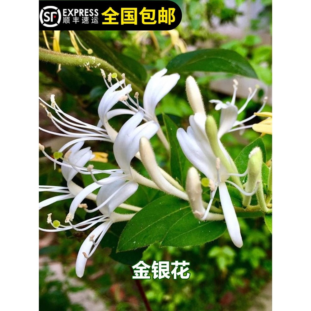 金银花苗黄白花四季食用清热气攀藤容易种植南北方可种,鲜花速递/花卉仿真/绿植园艺,果树,淘宝优惠券,粉丝福利购,淘宝优惠卷