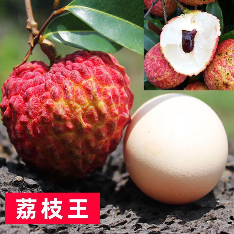 嫁接海南荔枝王树苗特大火山岩荔枝王果树苗盆栽地栽庭院当年结果