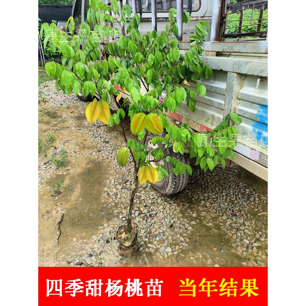 杨桃树苗马来西亚四季红杨桃嫁接苗B10甜杨桃果树盆栽地栽当年结