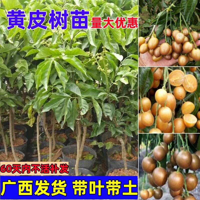 广西果苗贵妃嫁接黄皮树苗无核大果鸡心黑金紫肉南方种植黄皮苗