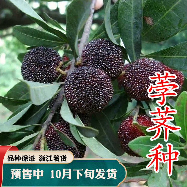 黑炭杨梅苗荸荠杨梅树苗仙居杨梅苗包邮南方种嫁接苗当年结果仙居