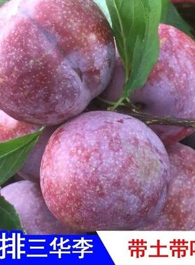 广西三华李红心正宗嫁接苗果树苗钱排银非三华李子三月李早熟带叶