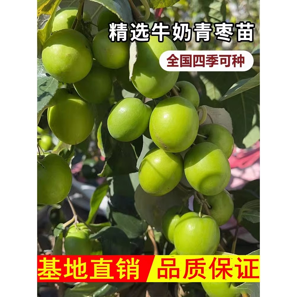 枣树活苗台湾大青枣树苗牛奶苹果枣嫁接特大甜脆枣子果苗当年结果