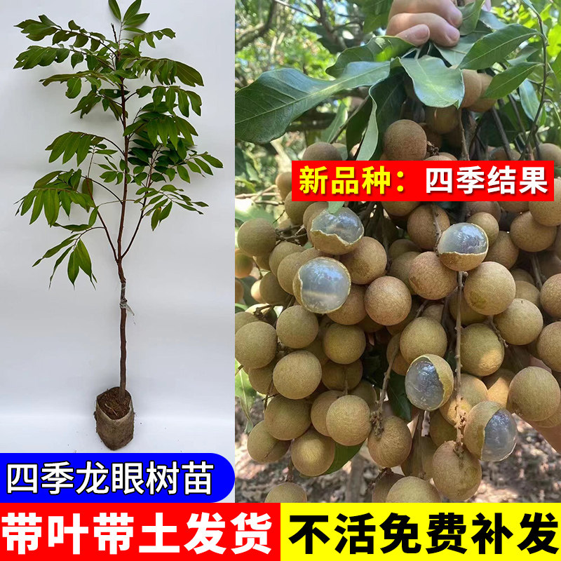 四季龙眼树苖嫁接石硖储良大苗树苗盆栽地栽桂圆特大苗当年结果