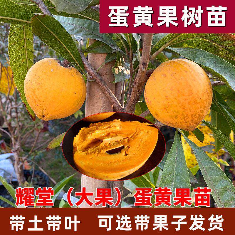 蛋黄果树苗鸡蛋果熟果耀堂木瓜南方种植常绿带果带土带叶黄金仙桃