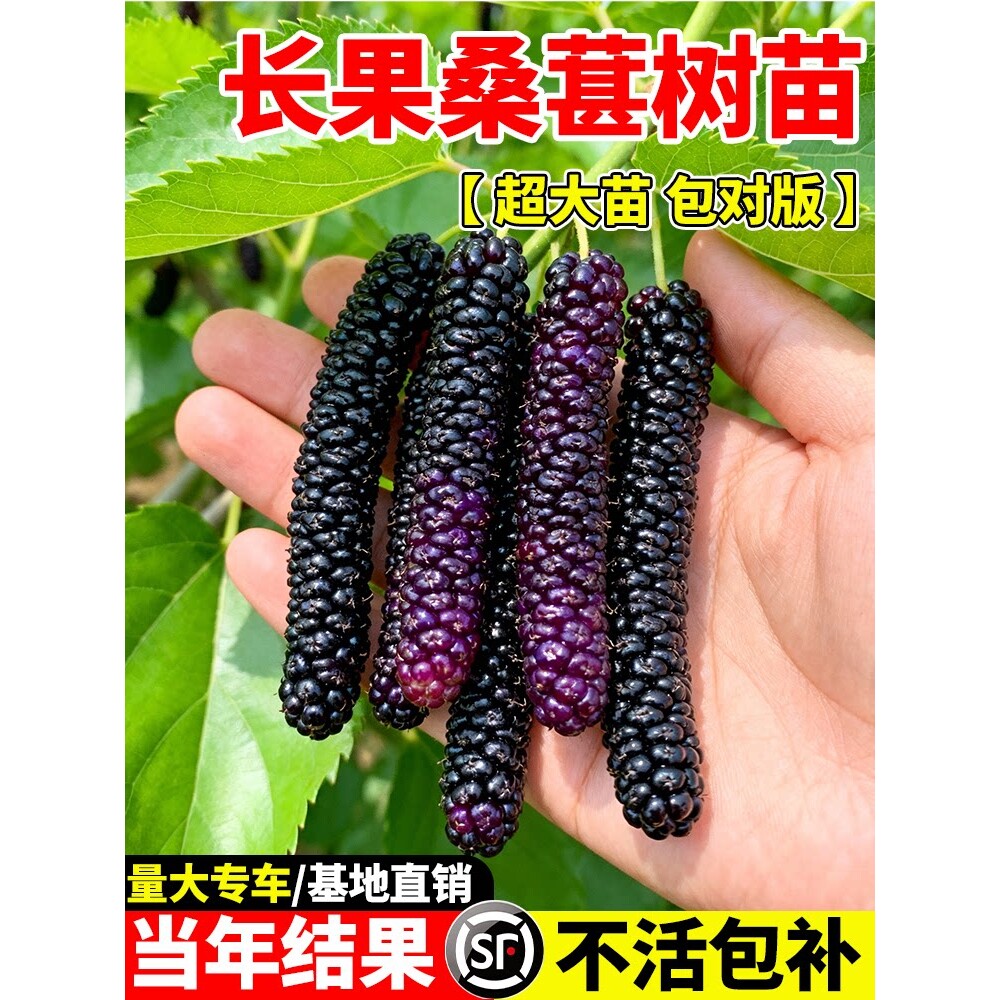 长果桑葚树苗大叶嫁接果树四季桑葚树苗当年结果庭院盆栽地栽种植