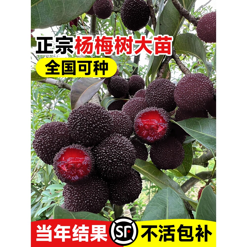 仙居东魁杨梅树树苗南方嫁接水晶水果树果苗早熟特大东槐当年结果