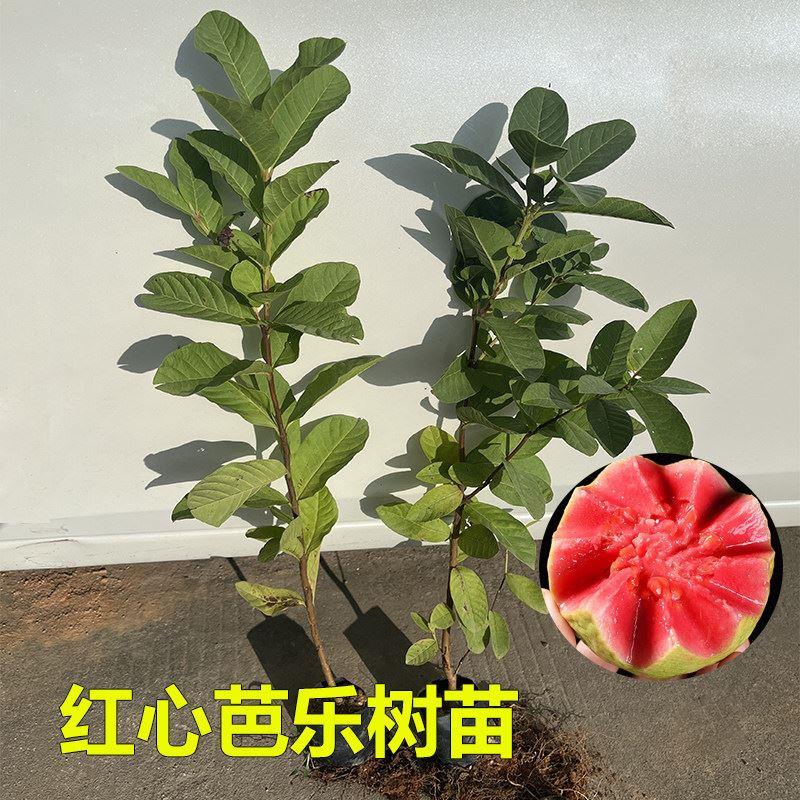 番石榴树苗四季珍珠白肉红心芭乐少籽红宝石果树苗盆栽当年结果