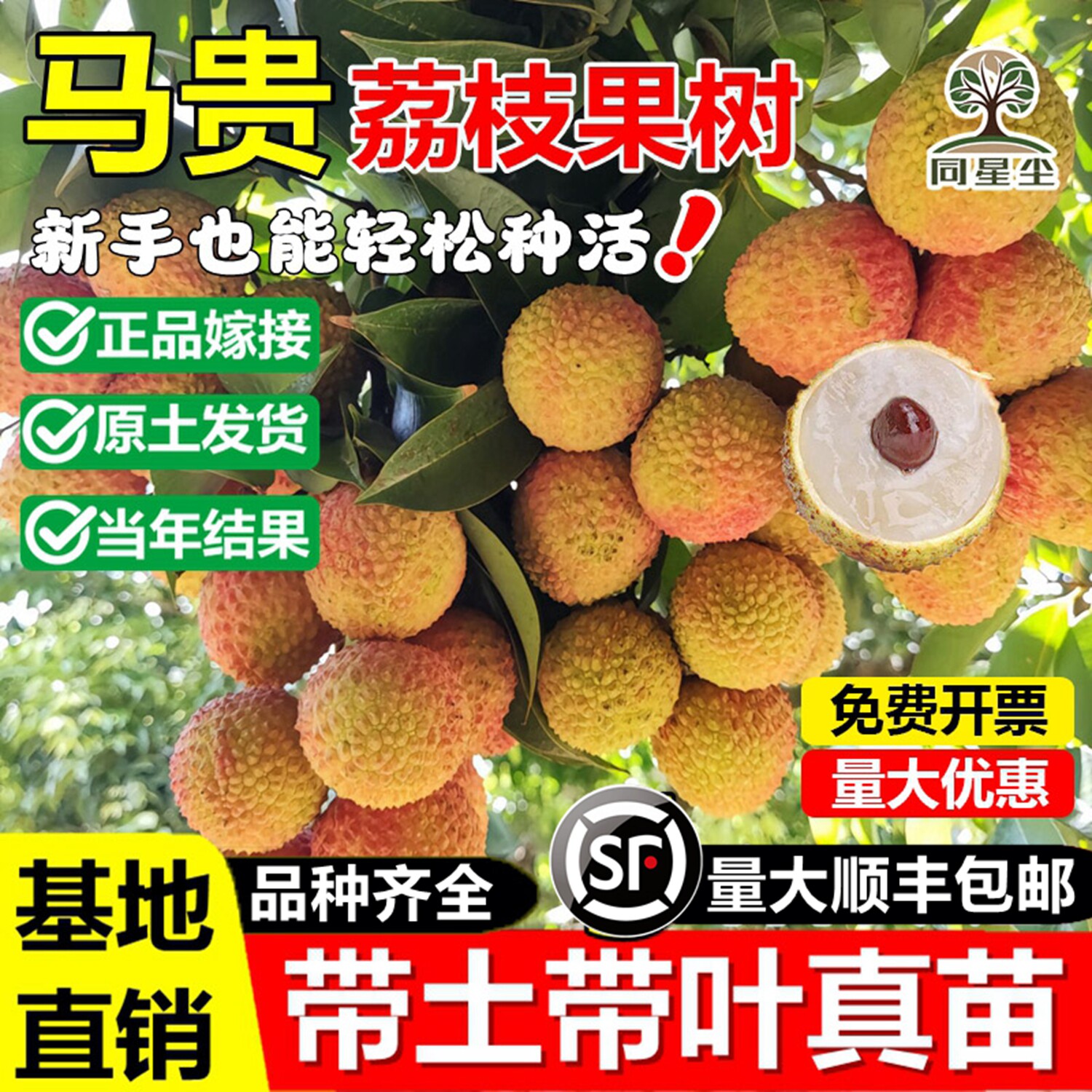 马贵荔枝嫁接果树苗妃子笑桂味无核荔枝苗盆栽地栽南北方当年结果