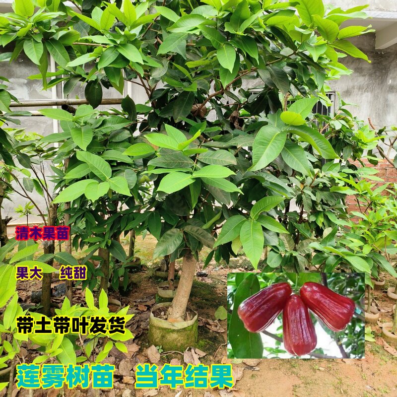 莲雾嫁接大树苗黑糖芭比黑金刚莲雾带土带叶发货南方种植当年结果