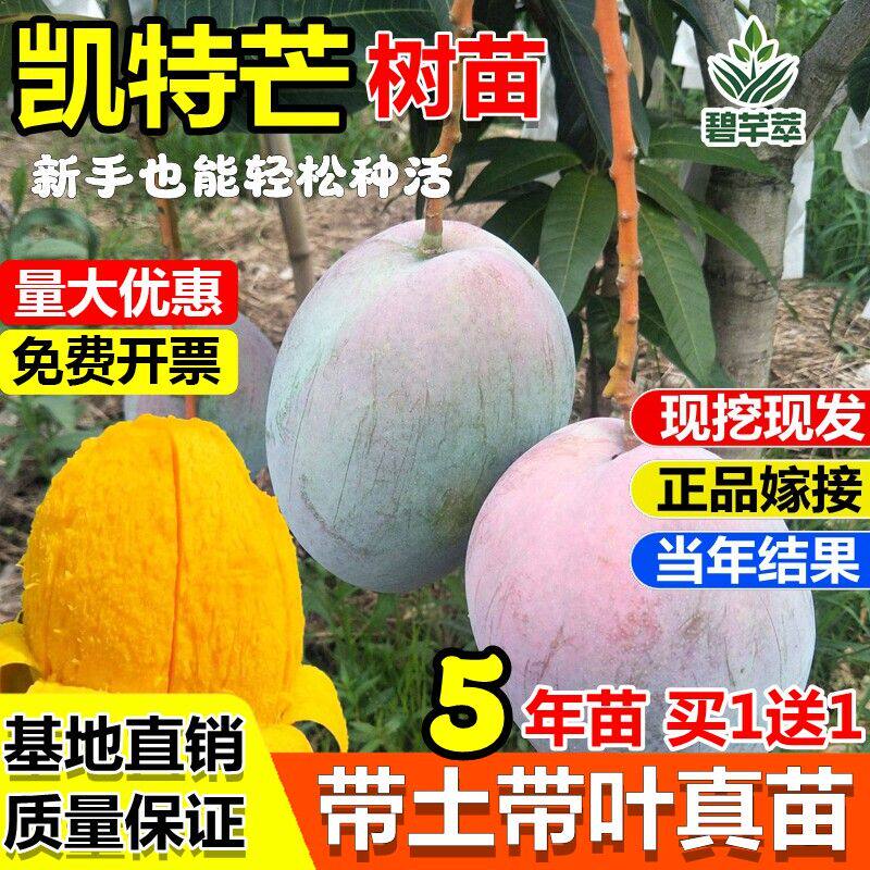 四川攀枝花嫁接凯特芒果树苗巨无霸大果红象牙金煌芒果苗盆地栽苗