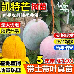 四川攀枝花嫁接凯特芒果树苗巨无霸大果红象牙金煌芒果苗盆地栽苗