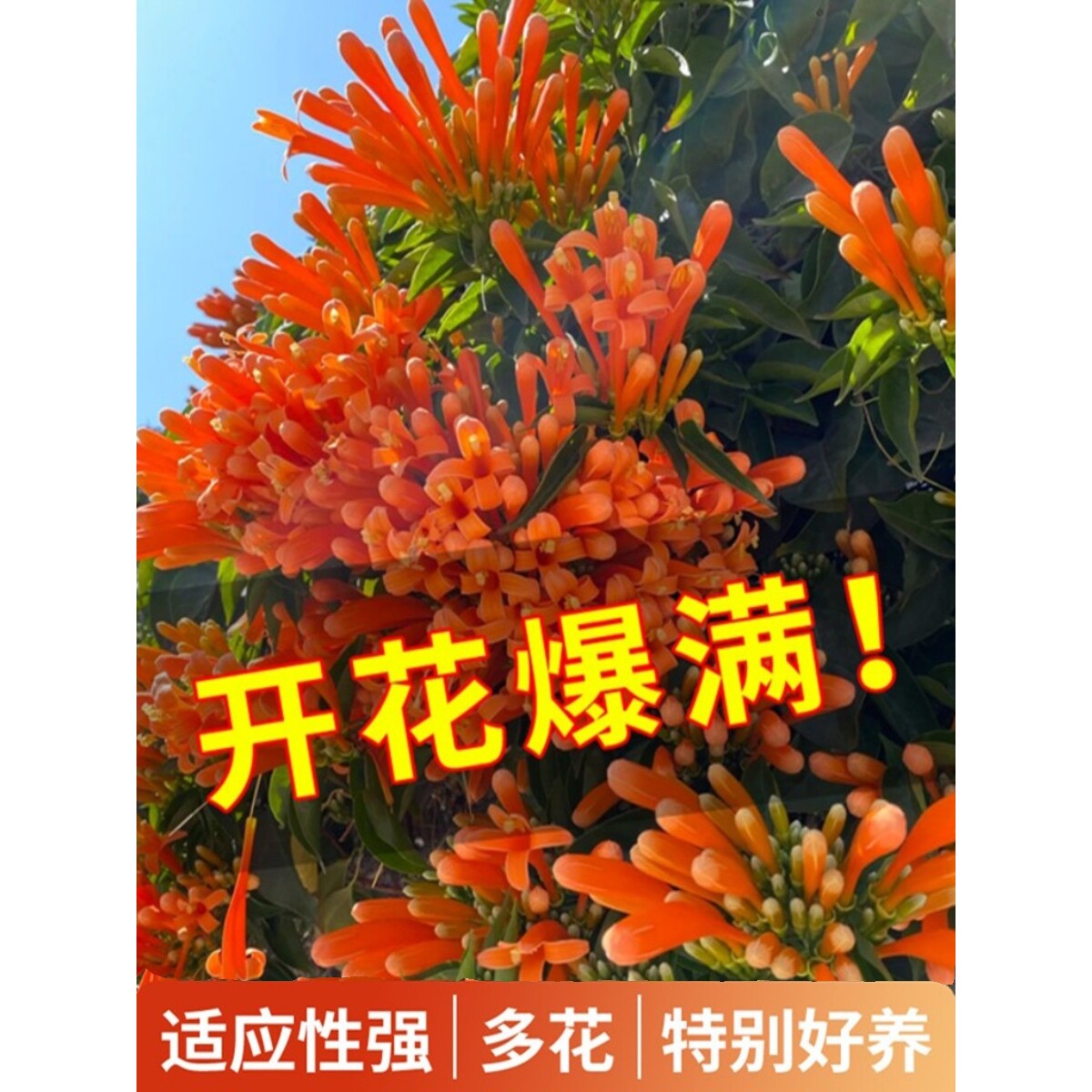 炮仗花大苗爬藤植物盆栽四季常青阳台攀援凌霄花苗庭院爬墙花卉